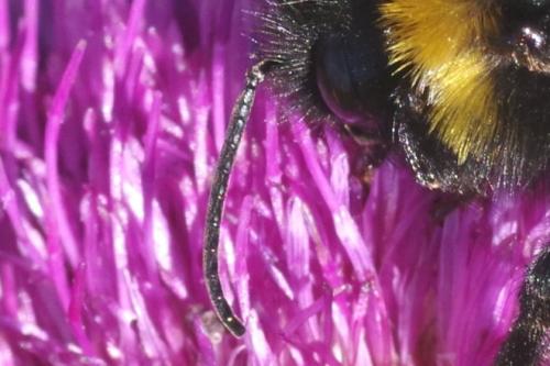 Bombus vestalis